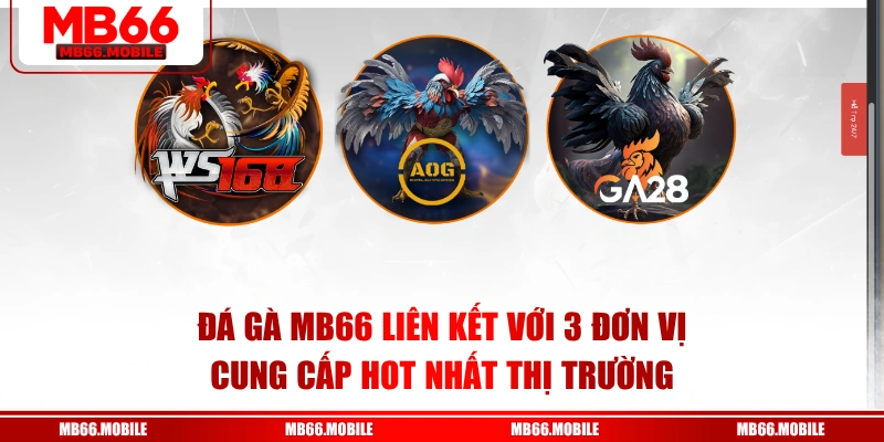 Đá gà MB66 liên kết với 3 đơn vị cung cấp hot nhất thị trường