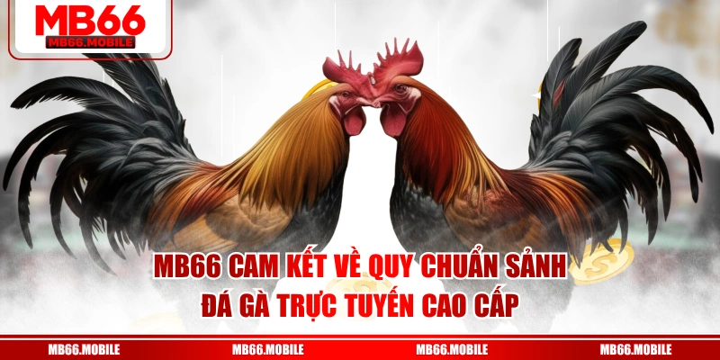 MB66 cam kết về quy chuẩn sảnh đá gà trực tuyến cao cấp